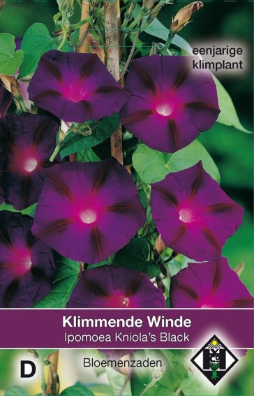 Morning Glory Knolia's Black (Ipomoea) 100 seeds HE